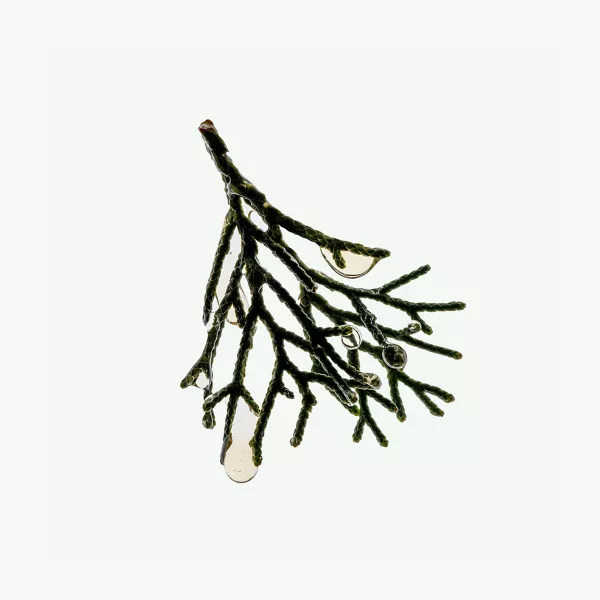 CYPRESS CONDITIONER