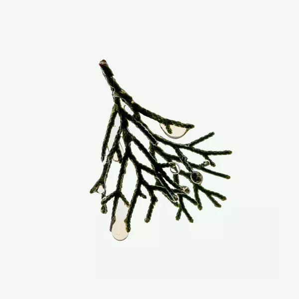CYPRESS SHAMPOO
