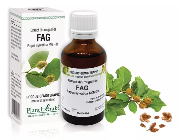 Extract muguri fag (Fagus sylvatica) 50ml, PlantExtrakt