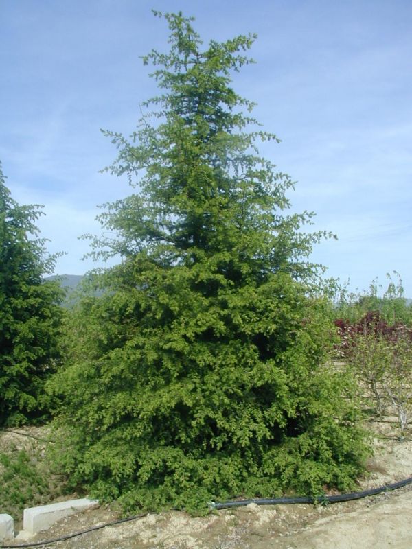 Plante rasinoase Cedru (Cedrus deodara) PepinieraMizil.ro