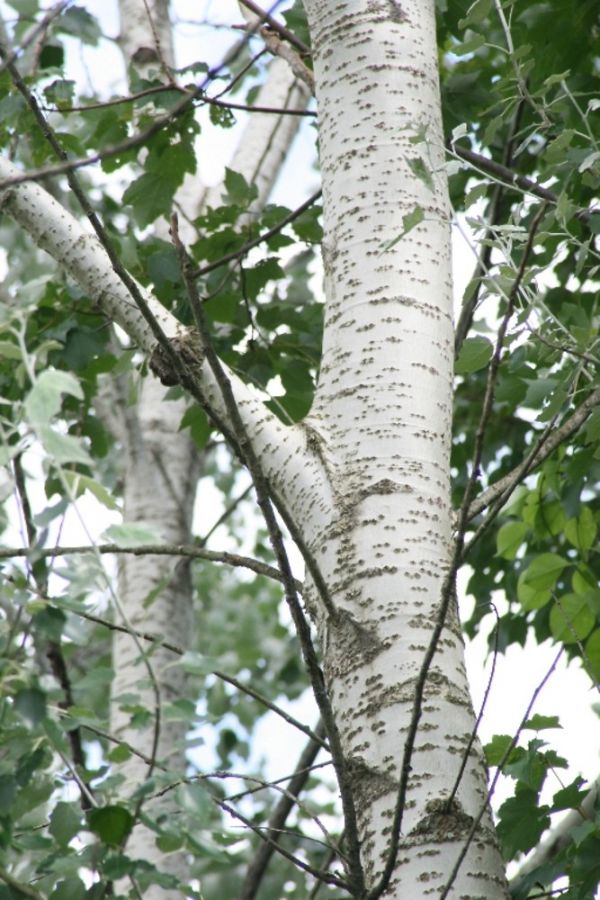 Plante Foioase Plop Alb Populus Alba Pepinieramizil Ro