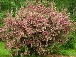 Plante Foioase Weigela Weigela Florida 80 120 Cm Pepiniera