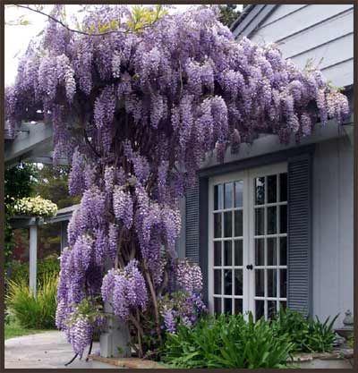 Plante Foioase Wisteria Glicina Wisteria Sinensis Pepinie