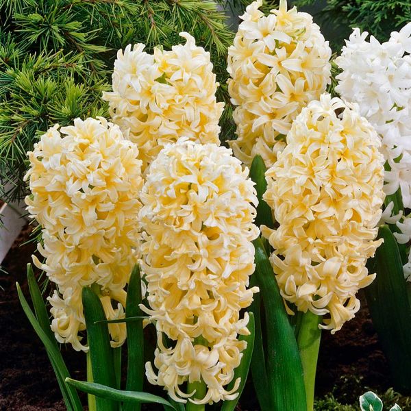 Bulbi De Flori Zambile Gipsy Princess Hyacinthus Gipsy Prin