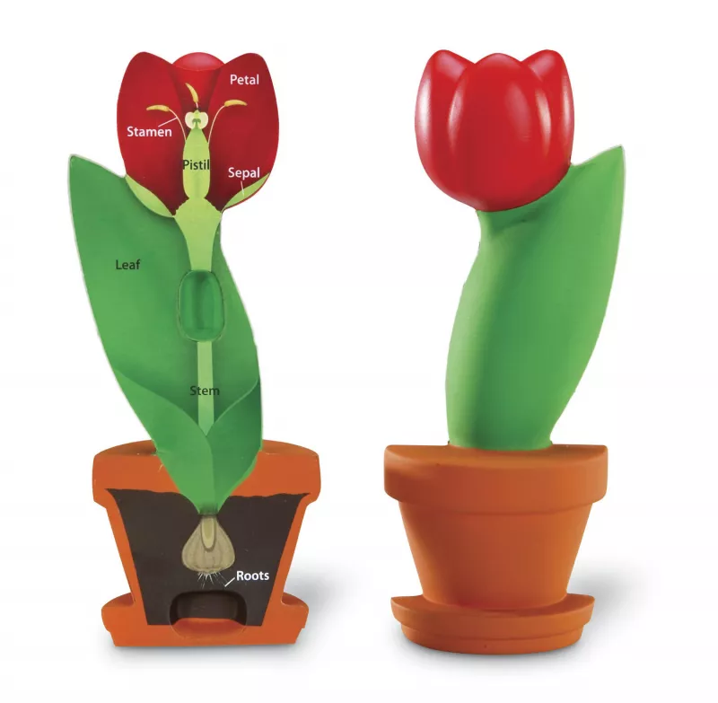 Model de sectiune a florii, [],bestfam.ro