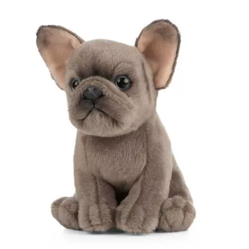 Catelus de plus Bulldog, [],bestfam.ro