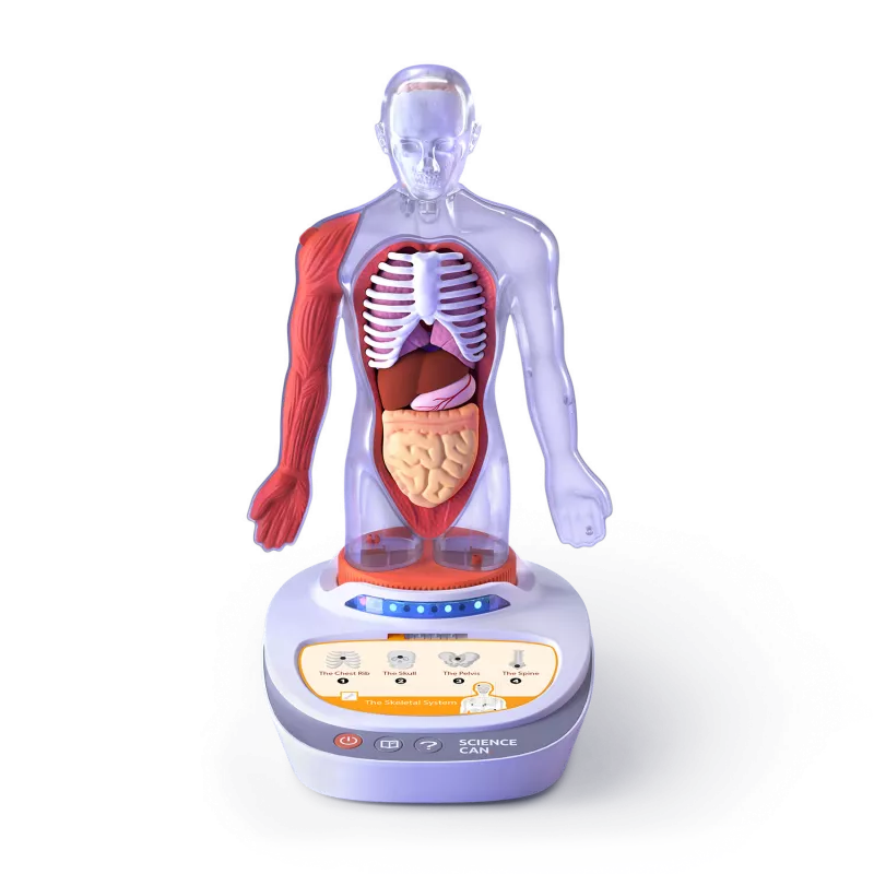 Descopera corpul uman - Enciclopedie Interactiva STEAM, [],bestfam.ro