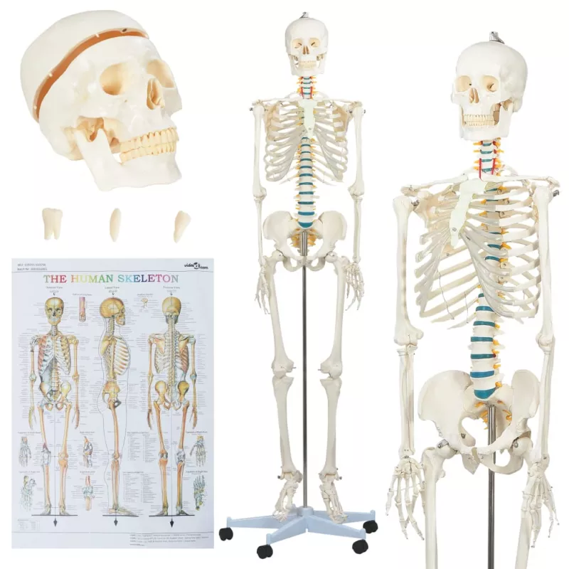 Model schelet anatomic uman pentru studiu, cu poster, 181 cm, [],mobideco.ro