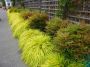 Hakonechloa macra all gold