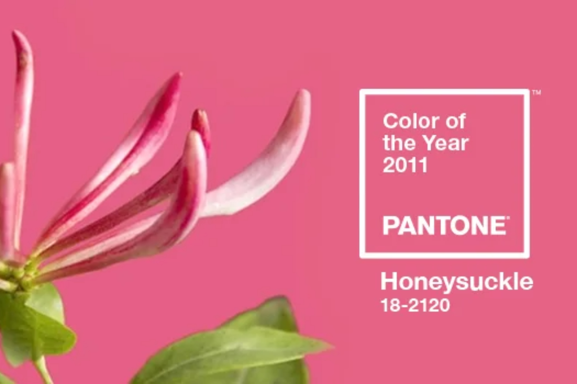 Culoarea anului 2011