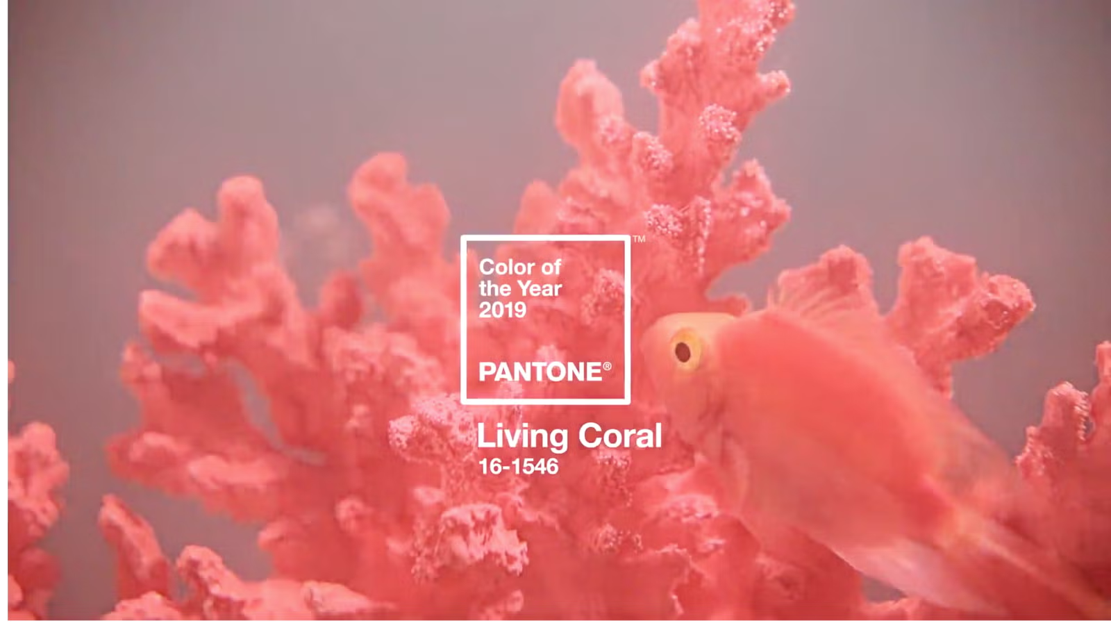 Culoarea anului 2019